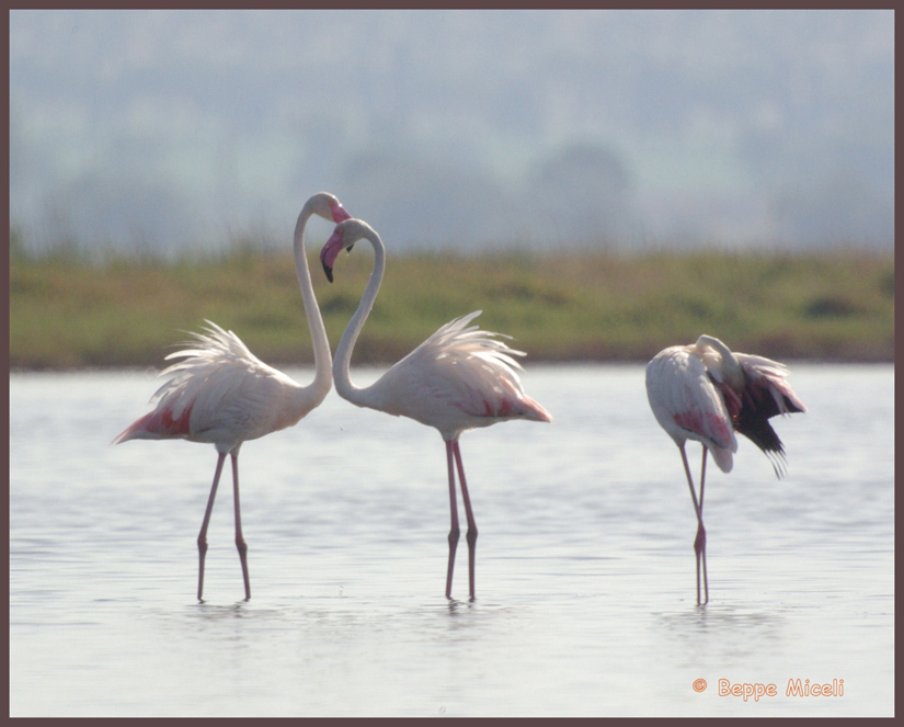 Fenicotteri rosa alla Diaccia Botrona (GR)